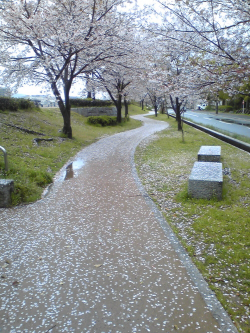 http://6rivers.life.coocan.jp/spots/2015/03/31/image/sakuramiti04.jpg