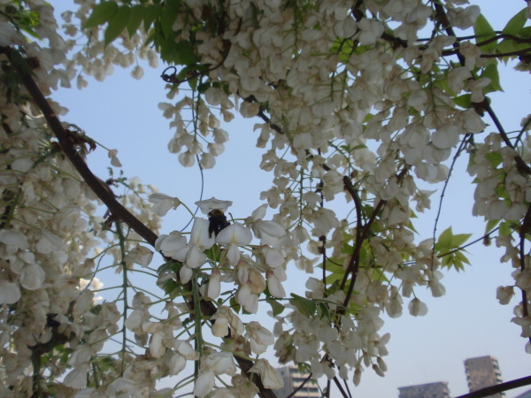 http://6rivers.life.coocan.jp/spots/2015/04/27/fuji04.jpg