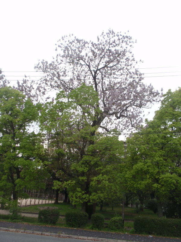 http://6rivers.life.coocan.jp/spots/2015/04/27/kiri02.jpg