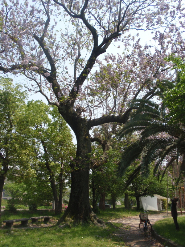 http://6rivers.life.coocan.jp/spots/2015/04/27/kiri03.jpg