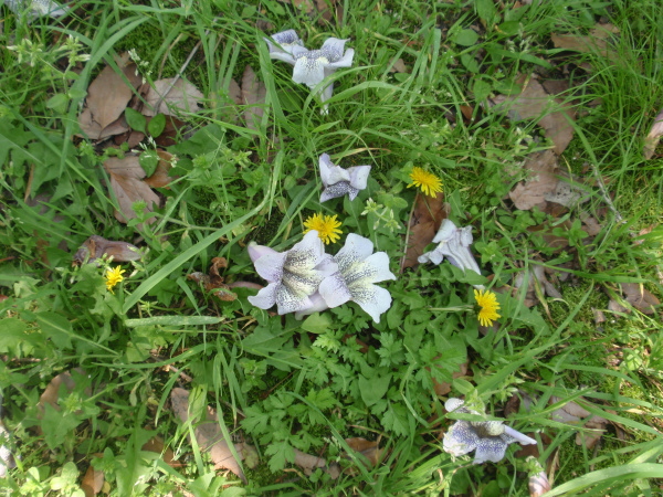 http://6rivers.life.coocan.jp/spots/2015/04/27/kiri05.jpg