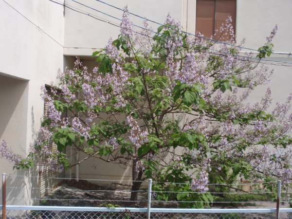 http://6rivers.life.coocan.jp/spots/2015/05/09/kiri06.jpg