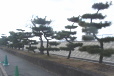 本川護岸の松並木
