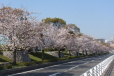 本川河岸（刑務所通り）の桜並木