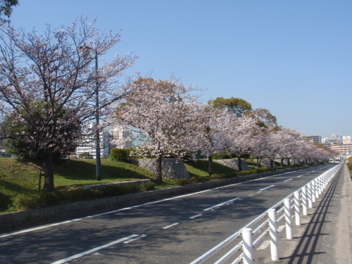 本川河岸（刑務所通り）の桜並木